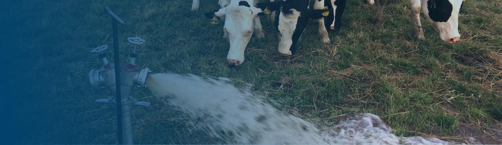 Livestock
